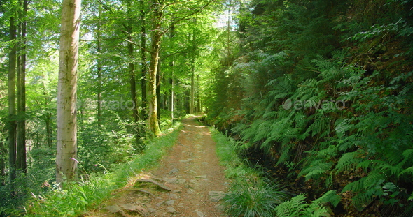 Narrow road in enchanted woodland forest. Green leaves of fern bushes. Light wind, fresh clean air