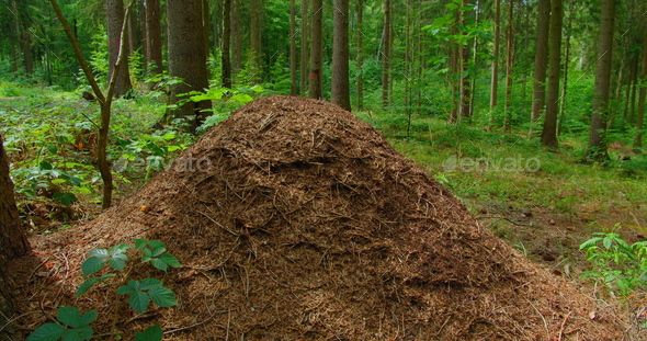Anthill, formicary. Wild life of ants in the forest in ant-heap. The rookery is teeming with insects