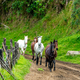 horses running on a dirt road - PhotoDune Item for Sale