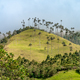 Cocora palm valley in Colombia in South America - PhotoDune Item for Sale