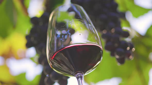 Tasting Red Wine. Glass of Red Wine Slightly Shaking Against Vineyard Background. Winemaking in alt