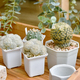 Cactus flower blooming (Mammillaria Schiedeana and Mammillaria plumosa), Dessert plant - PhotoDune Item for Sale