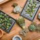 Cactus seedlings with long roots, Preparing indoor houseplant, Replanting tree gardening tool - PhotoDune Item for Sale
