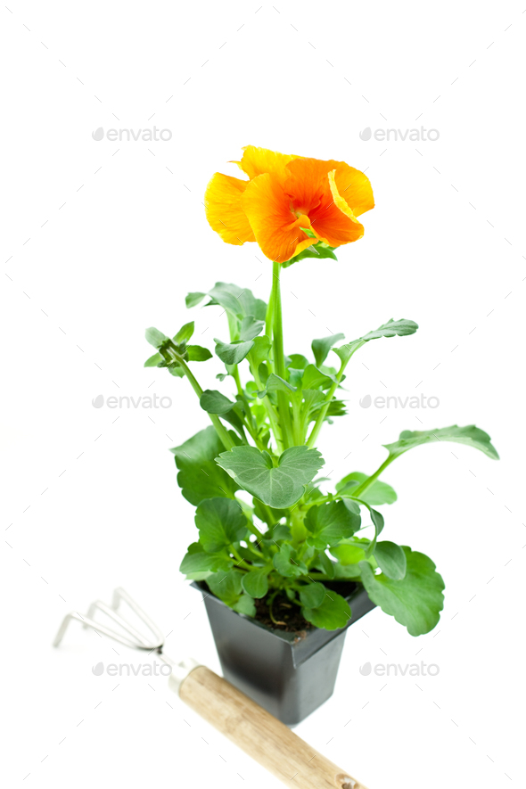 orange pansy's sprout in plastic pot - Stock Photo - Images