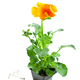 orange pansy&#39;s sprout in plastic pot - PhotoDune Item for Sale
