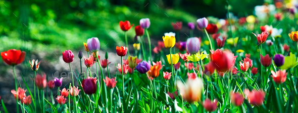 multicolor sunny tulips bed - Stock Photo - Images
