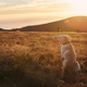 Dog sitting on meadow against mountains at sunset - PhotoDune Item for Sale