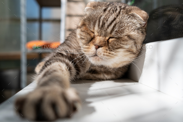 Cat, Scottish Fold, lies on the windowsill, its big paw stretched out, in the rays of the summer sun - Stock Photo - Images