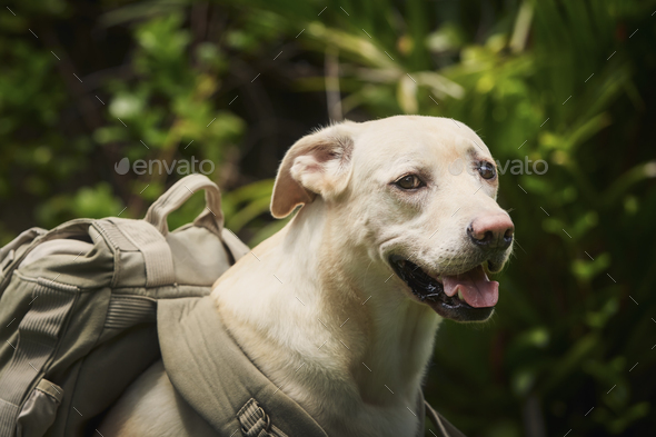 Happy dog wearing travel backpack - Stock Photo - Images