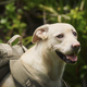 Happy dog wearing travel backpack - PhotoDune Item for Sale
