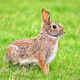 Cute brown furry rabbit on fresh green summer grass  - PhotoDune Item for Sale