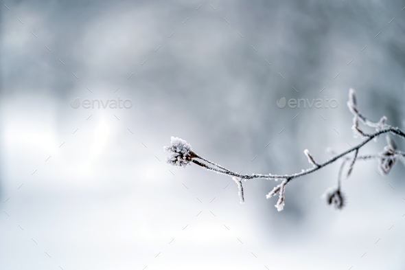Snow on tree branches. Frost on tree branches. Nature weather closeup. Winter background. - Stock Photo - Images