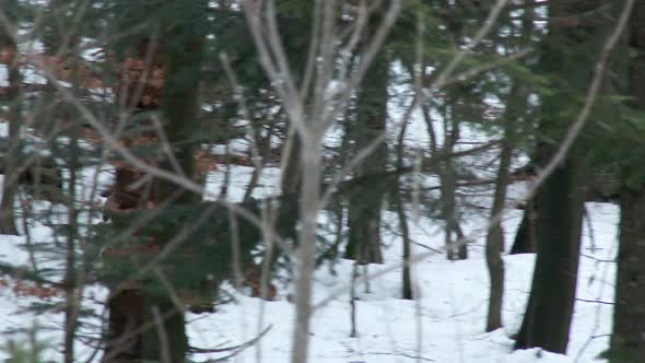 Eurasian Lynx ( Lynx lynx) under trees in a winterly forest alt