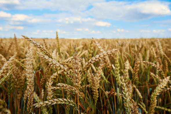 Wheat field. Close up of wheat ears. Harvesting period - Stock Photo - Images