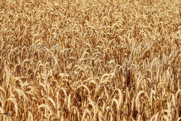 Rye field background. Harvesting period - Stock Photo - Images