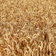 Rye field background. Harvesting period - PhotoDune Item for Sale