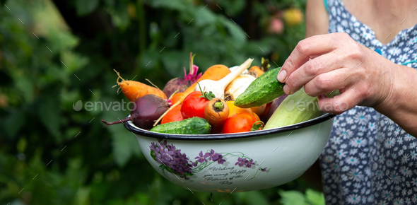 A female farmer holds vegetables in her hands. Selective focus. - Stock Photo - Images