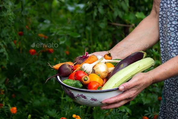 A female farmer holds vegetables in her hands. Selective focus. - Stock Photo - Images
