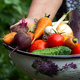 A female farmer holds vegetables in her hands. Selective focus. - PhotoDune Item for Sale