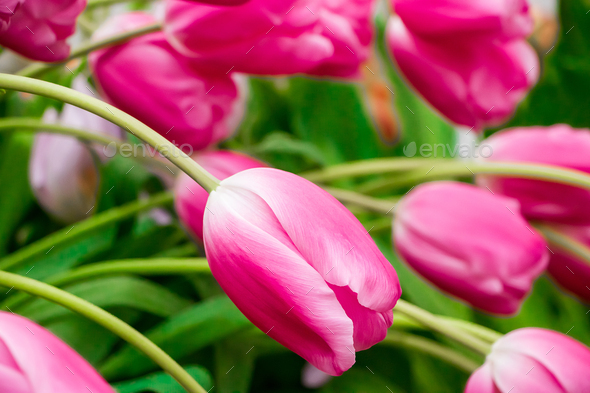 Field of bright fresh tulips. Spring Festival of Flowers. - Stock Photo - Images