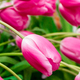 Field of bright fresh tulips. Spring Festival of Flowers. - PhotoDune Item for Sale