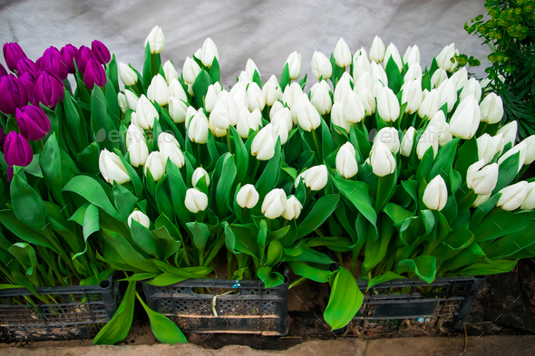 White tulips in growing boxes. Selling plants in flower shop. - Stock Photo - Images