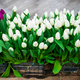 White tulips in growing boxes. Selling plants in flower shop. - PhotoDune Item for Sale