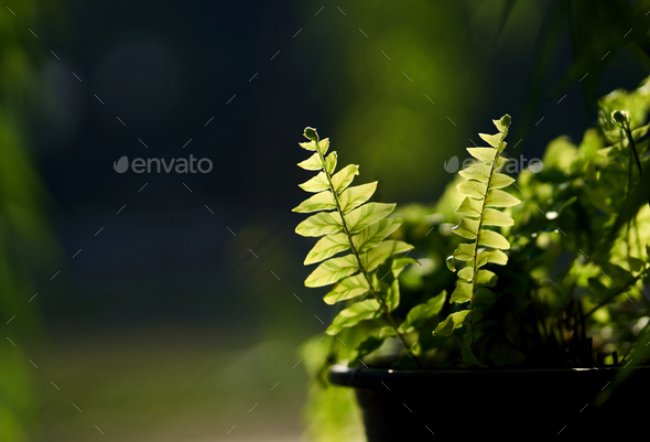 Fern growing in a pot - Stock Photo - Images