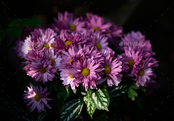 Bunch of magenta flowers in bloom - Stock Photo - Images