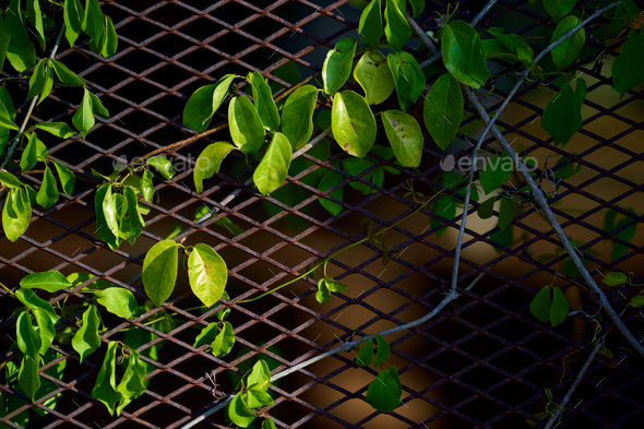 Ivy growing on the rusty wire mesh - Stock Photo - Images