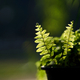 Fern growing in a pot - PhotoDune Item for Sale