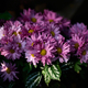 Bunch of magenta flowers in bloom - PhotoDune Item for Sale