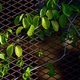 Ivy growing on the rusty wire mesh - PhotoDune Item for Sale