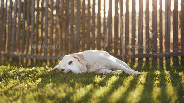 Cute dog waiting behind fence - Stock Photo - Images