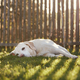 Cute dog waiting behind fence - PhotoDune Item for Sale