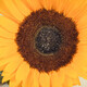 Beautiful and vibrant sunflower on white boards background. Decoration and summer time - PhotoDune Item for Sale