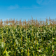 Corn Field - PhotoDune Item for Sale