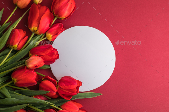 tulip flowers on bright red background. Flat lay. Spring minimal concept.