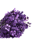Bouquet of fresh lavender flowers isolated cutout - PhotoDune Item for Sale
