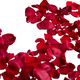 Red rose petals isolated cutout - PhotoDune Item for Sale