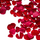 Red rose petals isolated cutout - PhotoDune Item for Sale