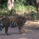 Royal Bengal Tiger in motion in the jungle - PhotoDune Item for Sale
