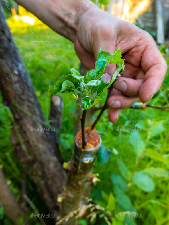 grafted fruit tree in an orchard - Stock Photo - Images