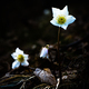 Helleborus niger white flower - PhotoDune Item for Sale