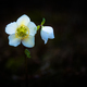 Helleborus niger white flower - PhotoDune Item for Sale