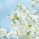 Branches of blossoming cherry and bee macro with soft focus on blue background. - PhotoDune Item for Sale