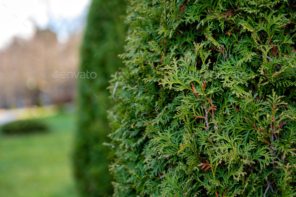 Close up photo of thuja bush in the summer season, selective focus, copy space - Stock Photo - Images
