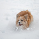 welsh corgi pembroke plays in the white snow - PhotoDune Item for Sale