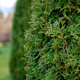 Close up photo of thuja bush in the summer season, selective focus, copy space - PhotoDune Item for Sale