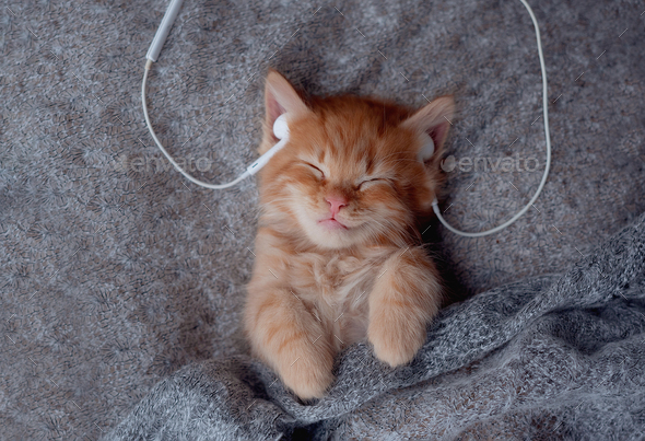 Cute sleeping striped Kitten listening music in Headphones on bed. Musical pets banner. Copyspace